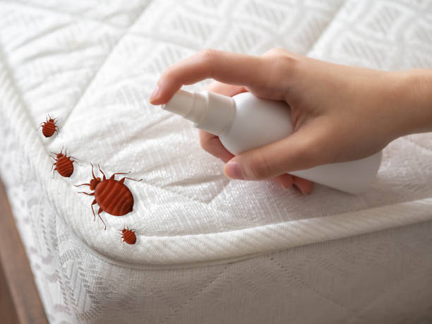 Best Termite Control Services  in New Richmond, OH