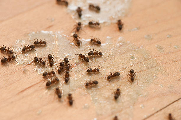 Best Flea Control Services  in New Richmond, OH