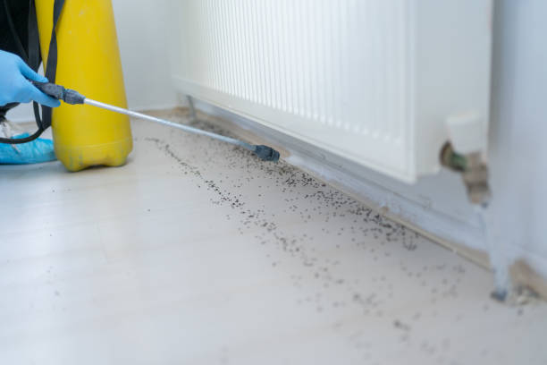 Best Wasp Removal Services  in New Richmond, OH